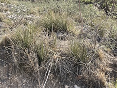Agave schottii schottii