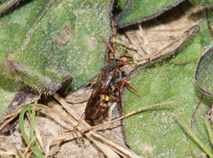Nomada zonata