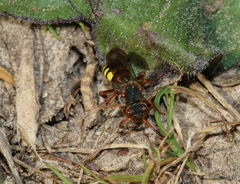 Nomada zonata