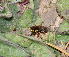 Nomada zonata
