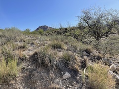 Agave schottii schottii
