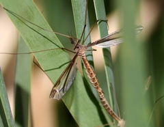 Tipula silvestra