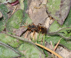 Nomada zonata