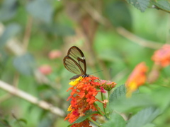 Pagyris cymothoe