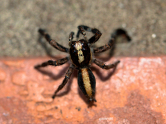 Megafreya sutrix