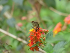 Pagyris cymothoe