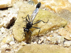 Eremnophila