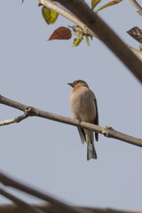 Fringilla coelebs