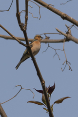 Fringilla coelebs