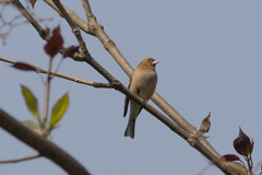 Fringilla coelebs