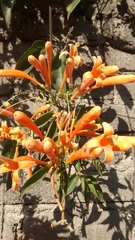 Pyrostegia