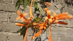 Pyrostegia