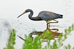 Egretta tricolor image