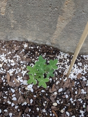 Lupinus texensis