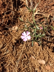Phlox woodhousei