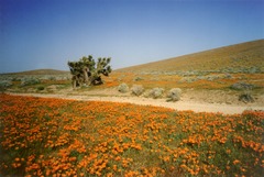 Eschscholzia californica californica
