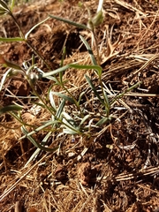 Phlox woodhousei
