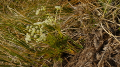 Aciphylla similis