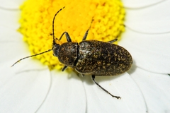 Mycterus
