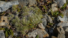 Celmisia sessiliflora