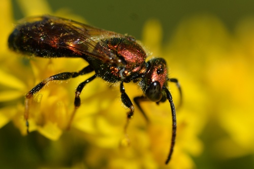 Pure Green Sweat bee, photo 7 of 9