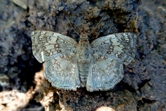 Xenophanes tryxus