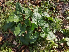 Arum cylindraceum