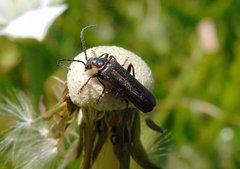 Cantharis pulicaria