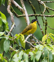 Rubigula melanicterus