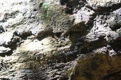 Cnemaspis peninsularis