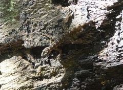 Cnemaspis peninsularis