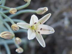Eriospermum aphyllum