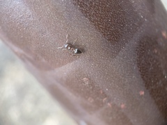 Crematogaster coarctata