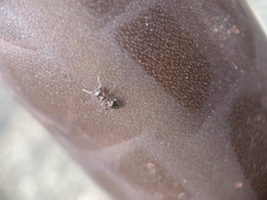 Crematogaster coarctata