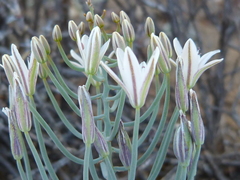 Eriospermum aphyllum