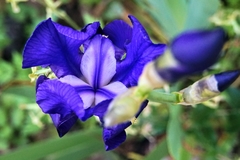 Iris pallida illyrica