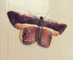 Opisthoxia