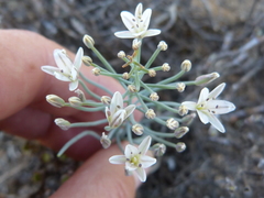 Eriospermum aphyllum