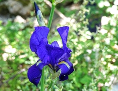Iris pallida illyrica