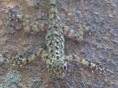 Cnemaspis peninsularis