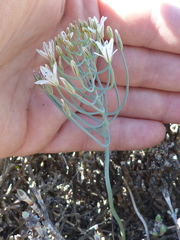 Eriospermum aphyllum