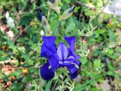 Iris pallida illyrica