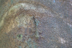 Cnemaspis peninsularis