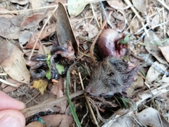 Abrothrix longipilis