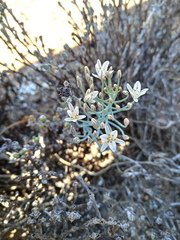 Eriospermum aphyllum