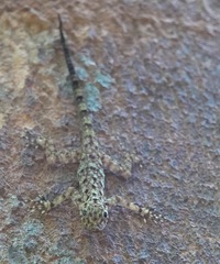 Cnemaspis peninsularis