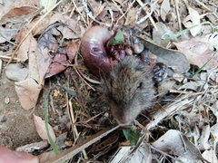 Abrothrix longipilis