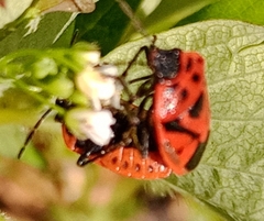 Eurydema ornata