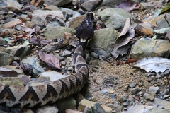 Deinagkistrodon acutus