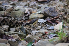 Deinagkistrodon acutus